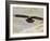 A Captive Golden Eagle (Aquila Chrysaetos), Flying Over Moorland, United Kingdom, Europe-Ann & Steve Toon-Framed Photographic Print