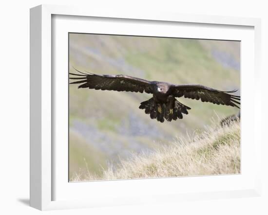 A Captive Golden Eagle (Aquila Chrysaetos), Flying Over Moorland, United Kingdom, Europe-Ann & Steve Toon-Framed Photographic Print