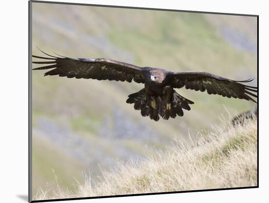 A Captive Golden Eagle (Aquila Chrysaetos), Flying Over Moorland, United Kingdom, Europe-Ann & Steve Toon-Mounted Photographic Print