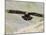 A Captive Golden Eagle (Aquila Chrysaetos), Flying Over Moorland, United Kingdom, Europe-Ann & Steve Toon-Mounted Photographic Print