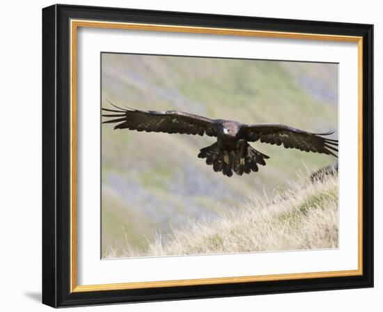 A Captive Golden Eagle (Aquila Chrysaetos), Flying Over Moorland, United Kingdom, Europe-Ann & Steve Toon-Framed Photographic Print