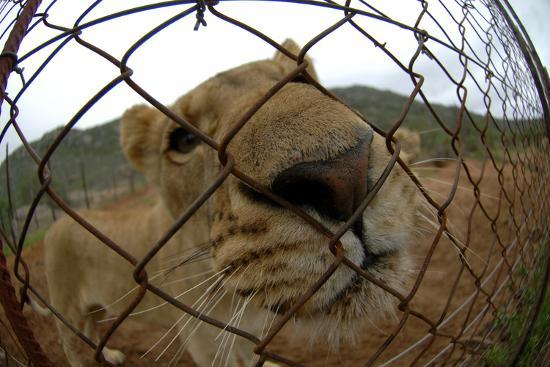 A Captive Lioness Puts Her Nose Up Against a Wire Fence in an ...