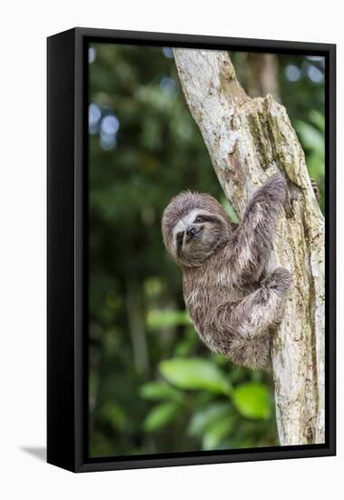 A captive pet brown-throated sloth (Bradypus variegatus), San Francisco Village, Loreto, Peru-Michael Nolan-Framed Premier Image Canvas