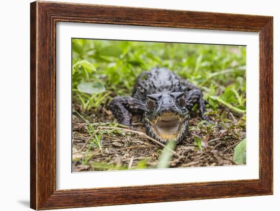 A captive Schneider's smooth-fronted caiman , San Francisco Village, Loreto, Peru-Michael Nolan-Framed Photographic Print