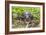 A captive Schneider's smooth-fronted caiman , San Francisco Village, Loreto, Peru-Michael Nolan-Framed Photographic Print