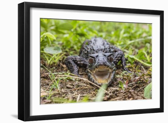 A captive Schneider's smooth-fronted caiman , San Francisco Village, Loreto, Peru-Michael Nolan-Framed Photographic Print