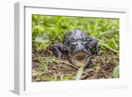 A captive Schneider's smooth-fronted caiman , San Francisco Village, Loreto, Peru-Michael Nolan-Framed Photographic Print