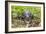 A captive Schneider's smooth-fronted caiman , San Francisco Village, Loreto, Peru-Michael Nolan-Framed Photographic Print