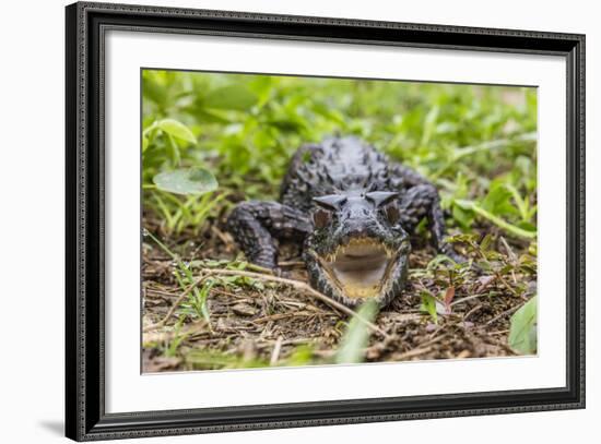 A captive Schneider's smooth-fronted caiman , San Francisco Village, Loreto, Peru-Michael Nolan-Framed Photographic Print