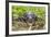 A captive Schneider's smooth-fronted caiman , San Francisco Village, Loreto, Peru-Michael Nolan-Framed Photographic Print