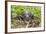 A captive Schneider's smooth-fronted caiman , San Francisco Village, Loreto, Peru-Michael Nolan-Framed Photographic Print
