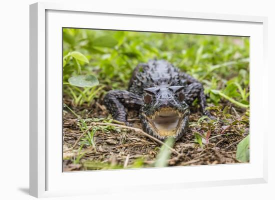 A captive Schneider's smooth-fronted caiman , San Francisco Village, Loreto, Peru-Michael Nolan-Framed Photographic Print