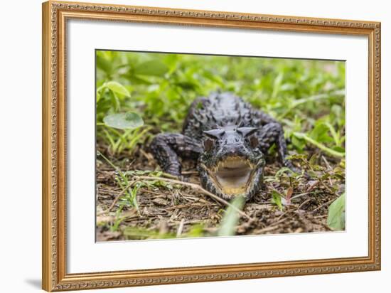 A captive Schneider's smooth-fronted caiman , San Francisco Village, Loreto, Peru-Michael Nolan-Framed Photographic Print