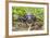 A captive Schneider's smooth-fronted caiman , San Francisco Village, Loreto, Peru-Michael Nolan-Framed Photographic Print