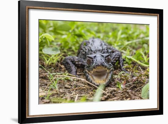 A captive Schneider's smooth-fronted caiman , San Francisco Village, Loreto, Peru-Michael Nolan-Framed Photographic Print