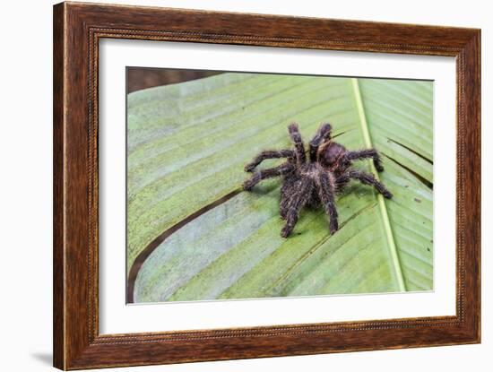 A captured Peruvian tarantula , Landing Casual, Upper Amazon River Basin, Loreto, Peru-Michael Nolan-Framed Photographic Print