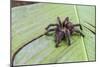 A captured Peruvian tarantula , Landing Casual, Upper Amazon River Basin, Loreto, Peru-Michael Nolan-Mounted Photographic Print