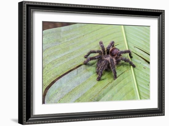 A captured Peruvian tarantula , Landing Casual, Upper Amazon River Basin, Loreto, Peru-Michael Nolan-Framed Photographic Print