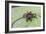 A captured Peruvian tarantula , Landing Casual, Upper Amazon River Basin, Loreto, Peru-Michael Nolan-Framed Photographic Print