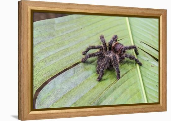 A captured Peruvian tarantula , Landing Casual, Upper Amazon River Basin, Loreto, Peru-Michael Nolan-Framed Premier Image Canvas