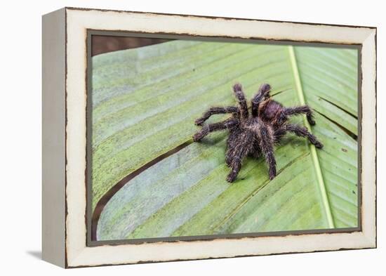 A captured Peruvian tarantula , Landing Casual, Upper Amazon River Basin, Loreto, Peru-Michael Nolan-Framed Premier Image Canvas