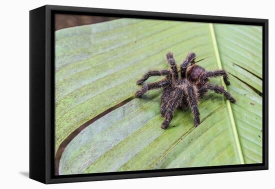 A captured Peruvian tarantula , Landing Casual, Upper Amazon River Basin, Loreto, Peru-Michael Nolan-Framed Premier Image Canvas