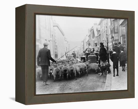 A Car Surrounded by Sheep, Lewes High Street, East Sussex-null-Framed Premier Image Canvas