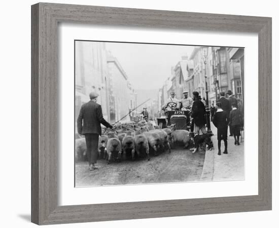 A Car Surrounded by Sheep, Lewes High Street, East Sussex-null-Framed Photographic Print