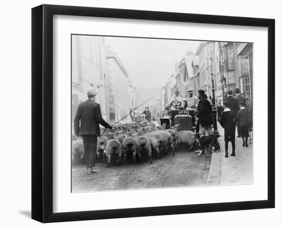 A Car Surrounded by Sheep, Lewes High Street, East Sussex-null-Framed Photographic Print