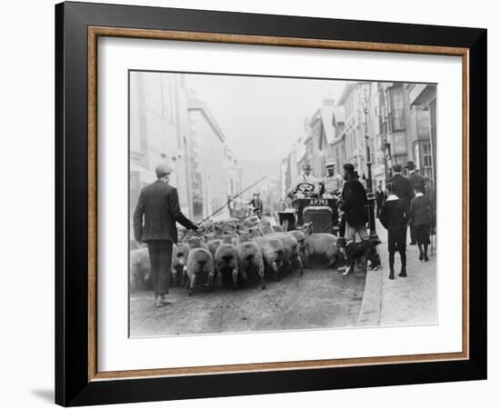 A Car Surrounded by Sheep, Lewes High Street, East Sussex-null-Framed Photographic Print