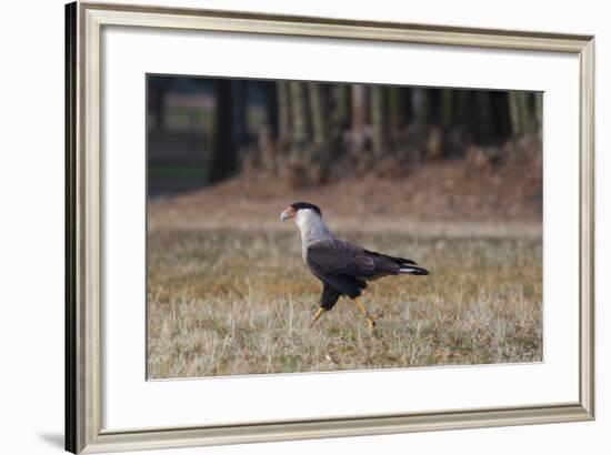 A Caracara Bird Walks in Ibirapuera Park in the Morning-Alex Saberi-Framed Photographic Print