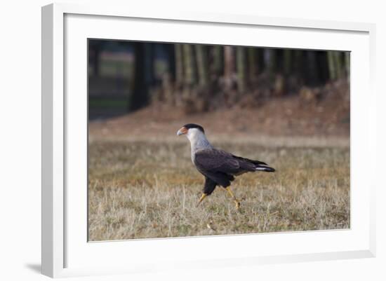 A Caracara Bird Walks in Ibirapuera Park in the Morning-Alex Saberi-Framed Photographic Print