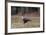 A Caracara Bird Walks in Ibirapuera Park in the Morning-Alex Saberi-Framed Photographic Print