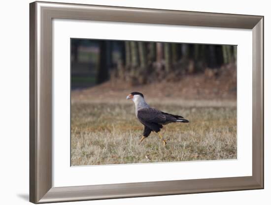 A Caracara Bird Walks in Ibirapuera Park in the Morning-Alex Saberi-Framed Photographic Print