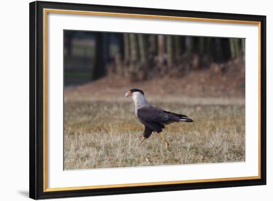 A Caracara Bird Walks in Ibirapuera Park in the Morning-Alex Saberi-Framed Photographic Print