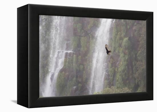 A Caracara Flies Past Iguacu Falls-Alex Saberi-Framed Premier Image Canvas