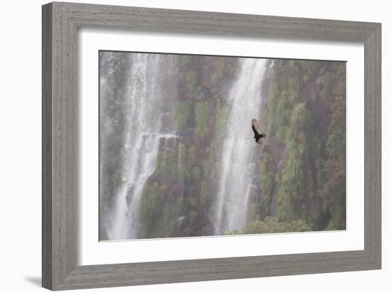 A Caracara Flies Past Iguacu Falls-Alex Saberi-Framed Photographic Print