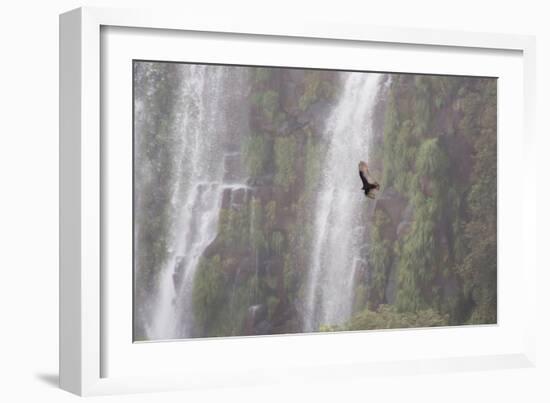 A Caracara Flies Past Iguacu Falls-Alex Saberi-Framed Photographic Print