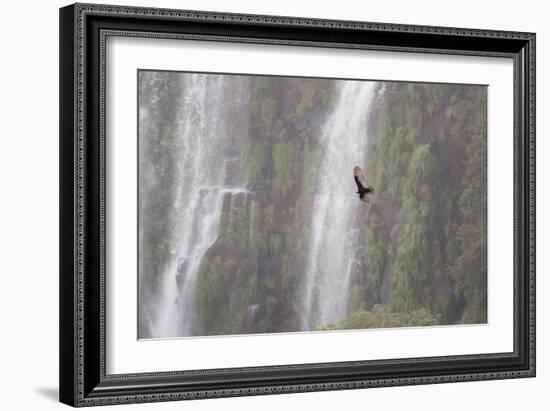 A Caracara Flies Past Iguacu Falls-Alex Saberi-Framed Photographic Print