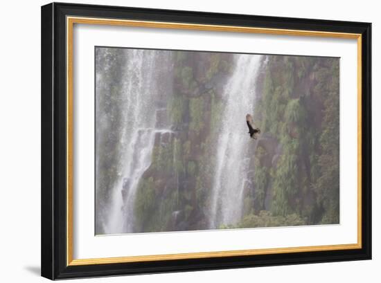 A Caracara Flies Past Iguacu Falls-Alex Saberi-Framed Photographic Print