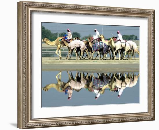 A Caravan of Racing Camels Return from a Morning Training Session-null-Framed Photographic Print