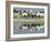 A Caravan of Racing Camels Return from a Morning Training Session-null-Framed Photographic Print