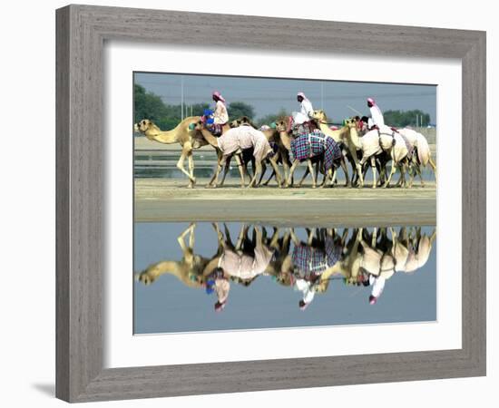 A Caravan of Racing Camels Return from a Morning Training Session-null-Framed Photographic Print