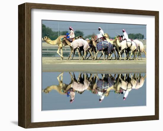 A Caravan of Racing Camels Return from a Morning Training Session-null-Framed Photographic Print