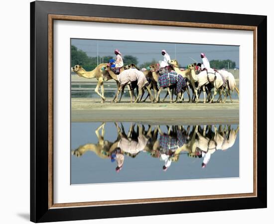 A Caravan of Racing Camels Return from a Morning Training Session-null-Framed Photographic Print