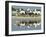 A Caravan of Racing Camels Return from a Morning Training Session-null-Framed Photographic Print