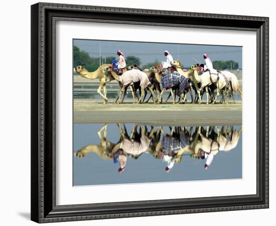 A Caravan of Racing Camels Return from a Morning Training Session-null-Framed Photographic Print