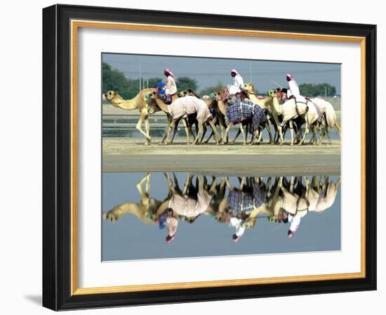 A Caravan of Racing Camels Return from a Morning Training Session-null-Framed Photographic Print