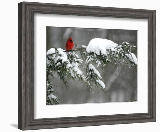 A Cardinal Sits on a Snow-Covered Branch-null-Framed Photographic Print