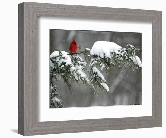 A Cardinal Sits on a Snow-Covered Branch-null-Framed Photographic Print